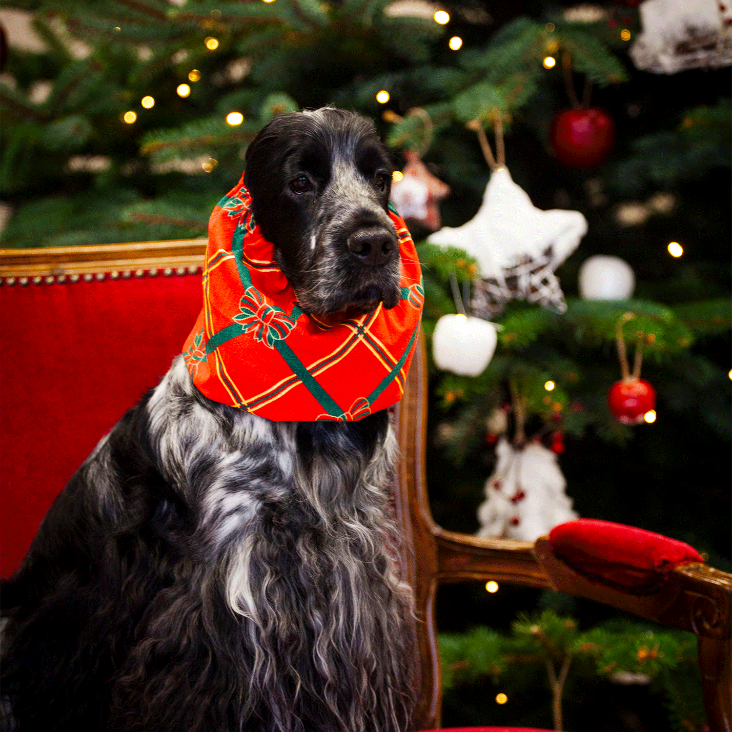 Handmade Snood For Dogs with Long Ears Christmas Bows