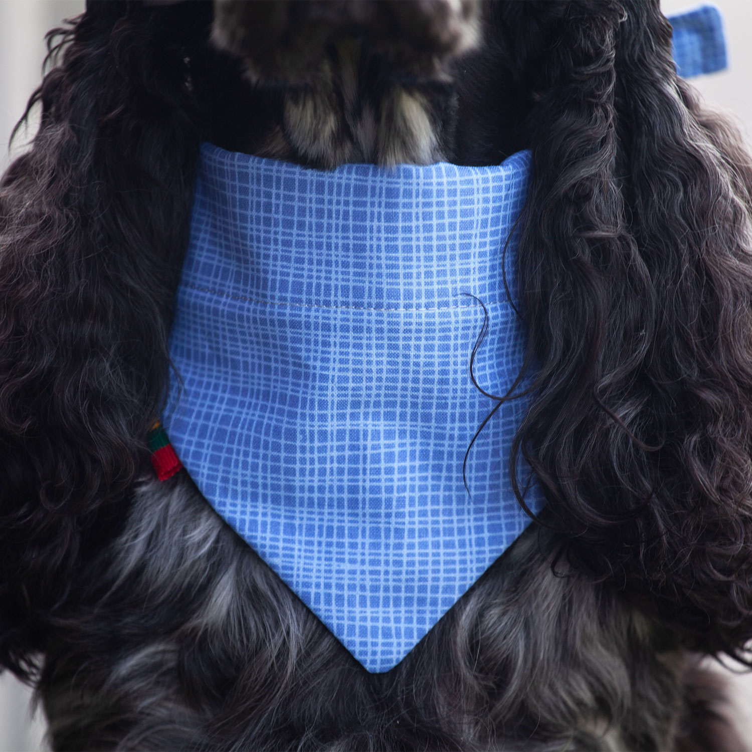 Ugne Winner Blue Lines Dog Bandana Pet Accessories
