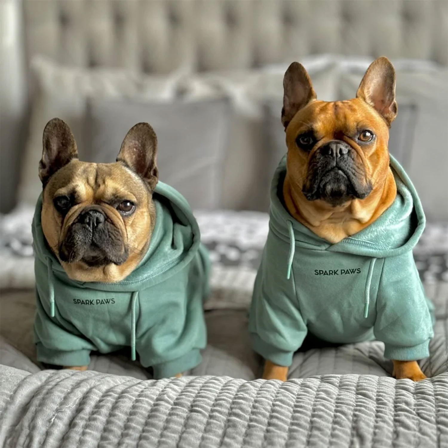 Frenchies-wearing-Spark-Paws-Essential-Dog-Hoodie-Teal