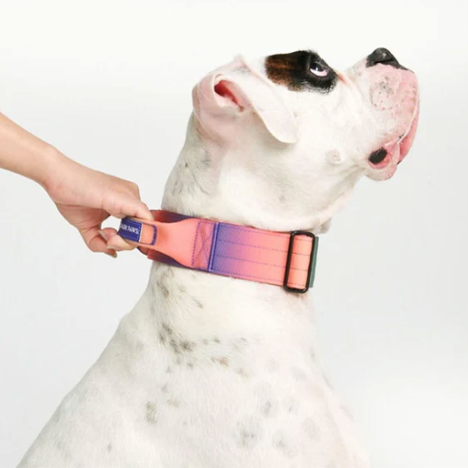 Spark Paws Comfort Control Dog Collar Kaleidoscope Bully Dog