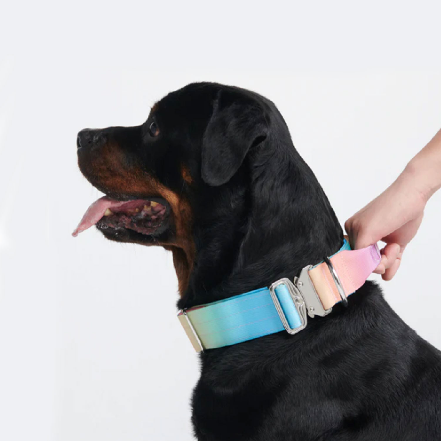 Spark Paws Comfort Control Dog Collar Pastel Icing Rottweiler