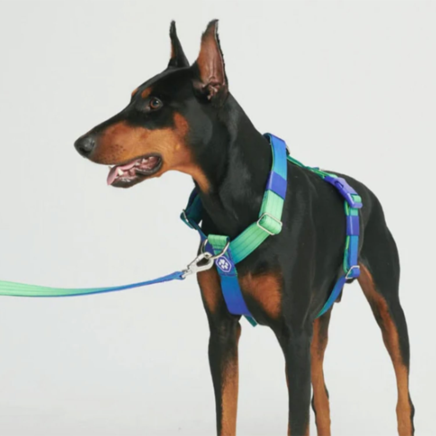 Comfort Control No-Pull Dog Harness - Lime Wave - Image 2