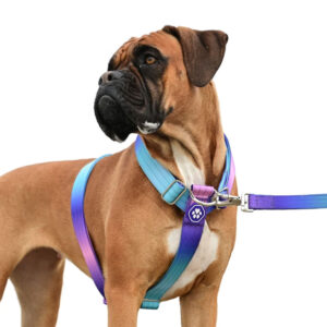 Boxer wearing Spark Paws Comfort Control No-Pull Dog Harness 90s Retro