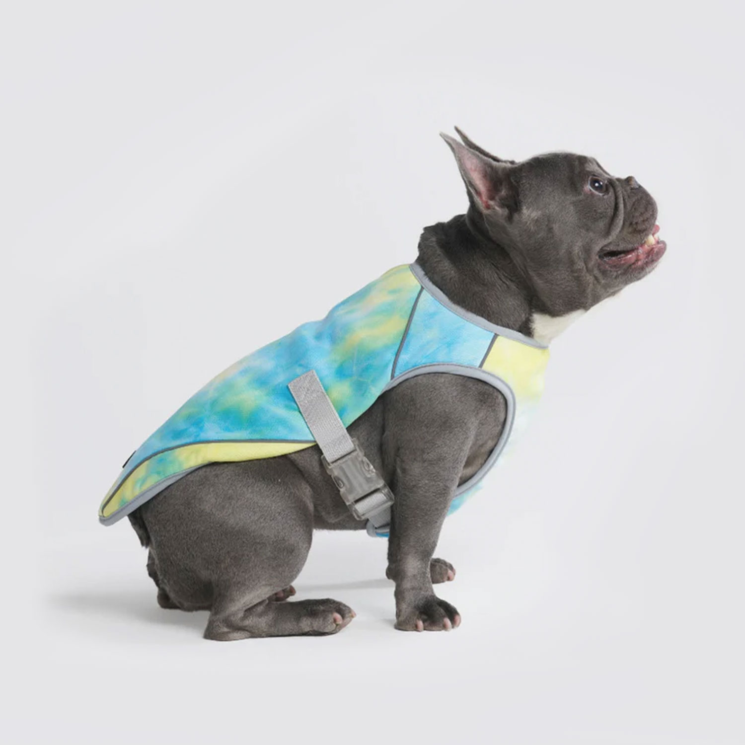 Cute Frenchie wearing Spark Paws Dog Cooling Vest Tropical Storm