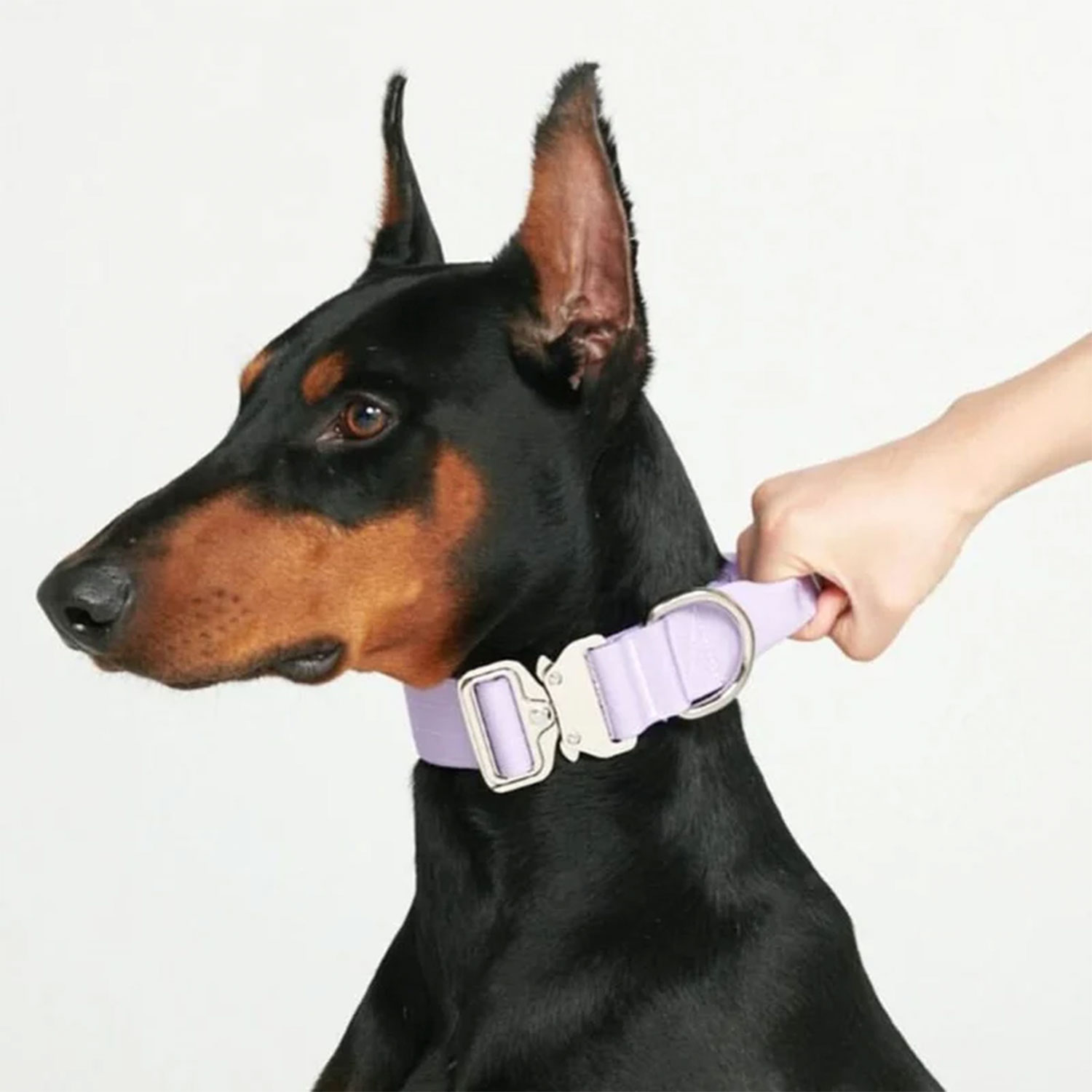 Dobermann Dog wearing Spark Paws Spark Paws Comfort Control Dog Collar Lilac