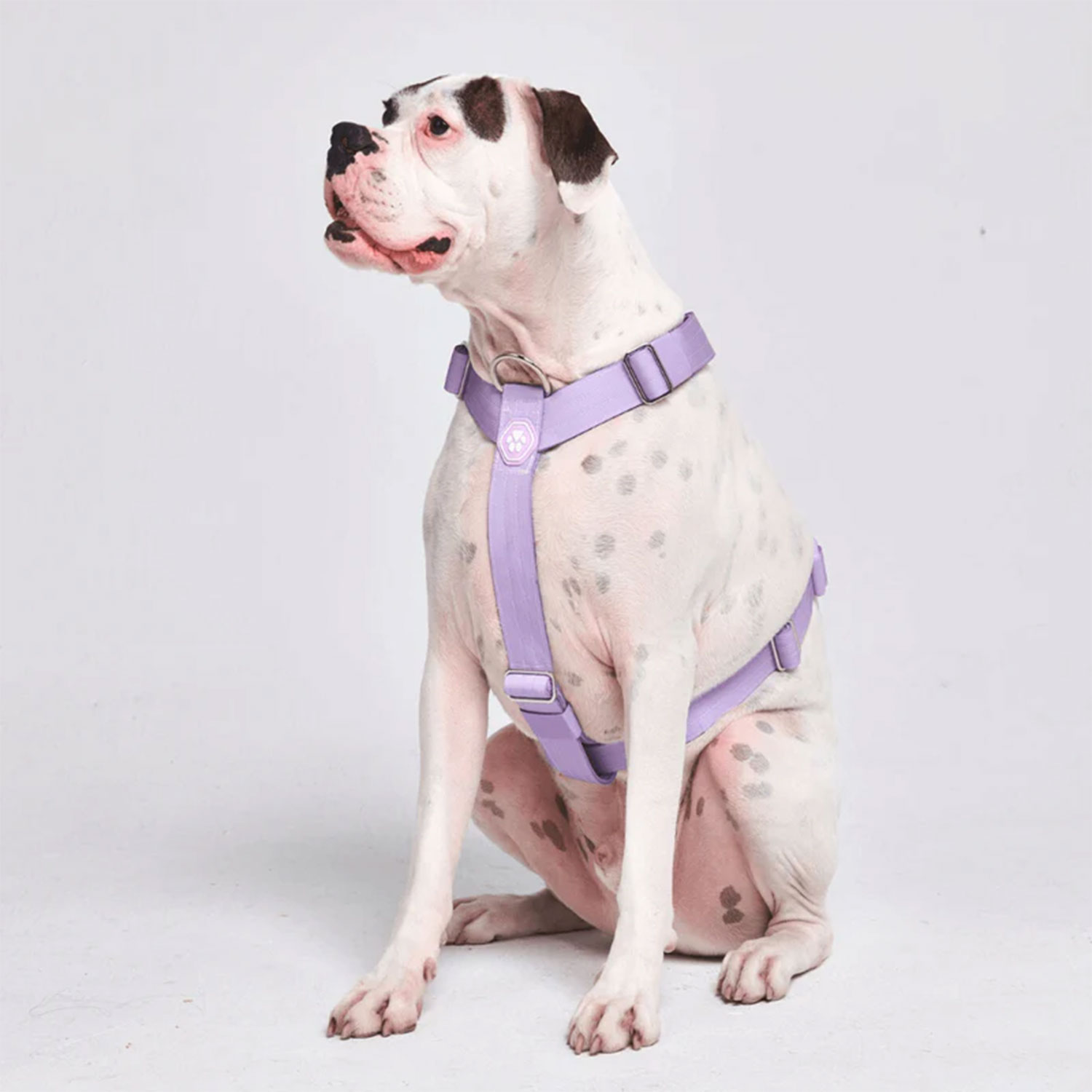 Comfort Control No-Pull Dog Harness - Lilac - Image 2