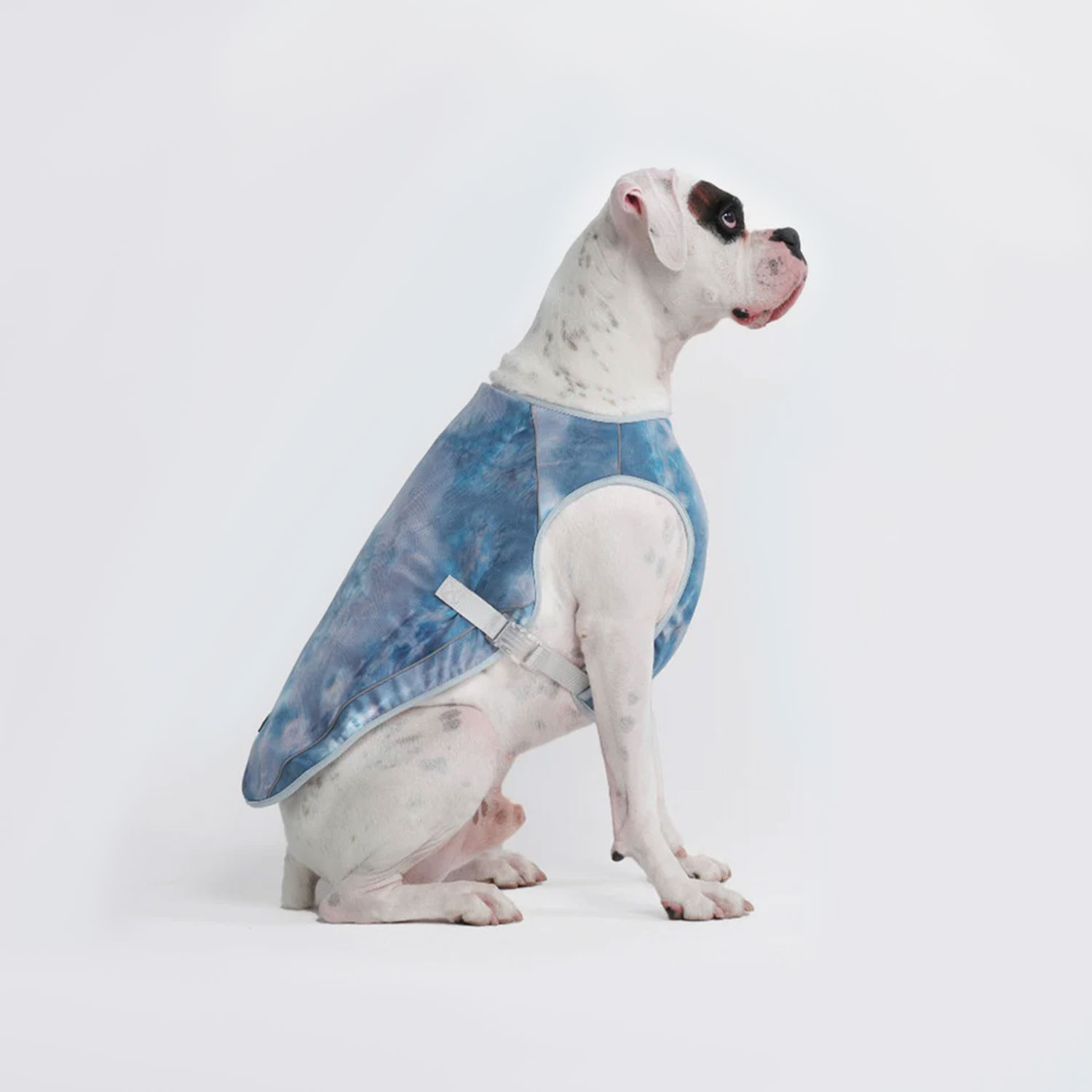 Dog wearing Spark Paws Dog Cooling Vest Ice Blue