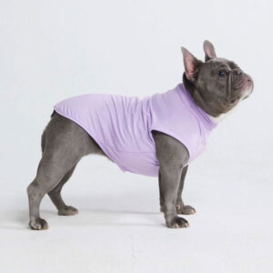 Frenchie wearing Spark Paws Sunblock Dog T-Shirt Purple