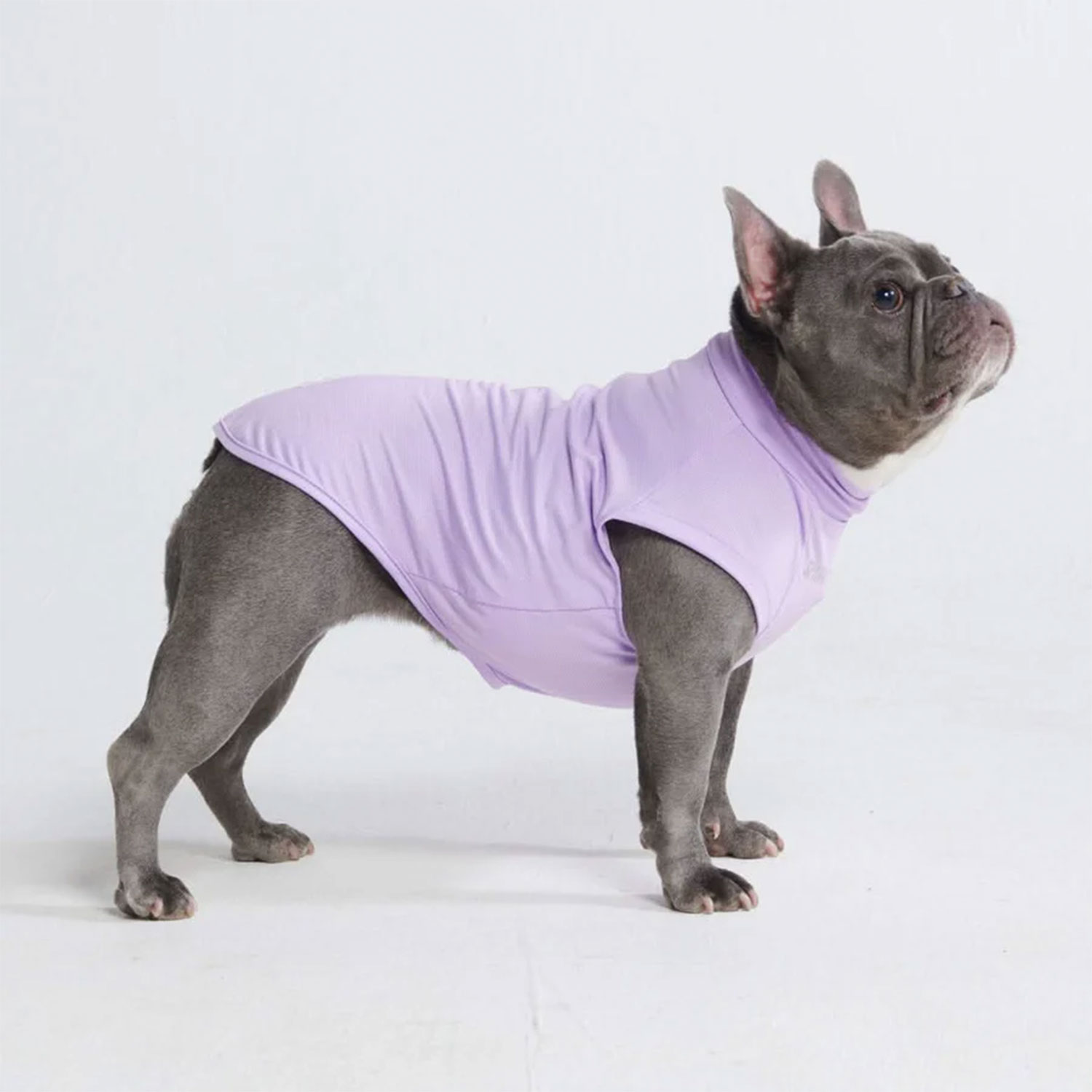 Frenchie wearing Spark Paws Sunblock Dog T-Shirt Purple