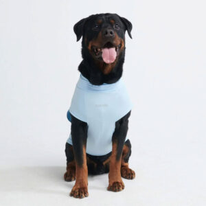 Rottweiler dog wearing Spark Paws Sunblock Dog T-Shirt Blue
