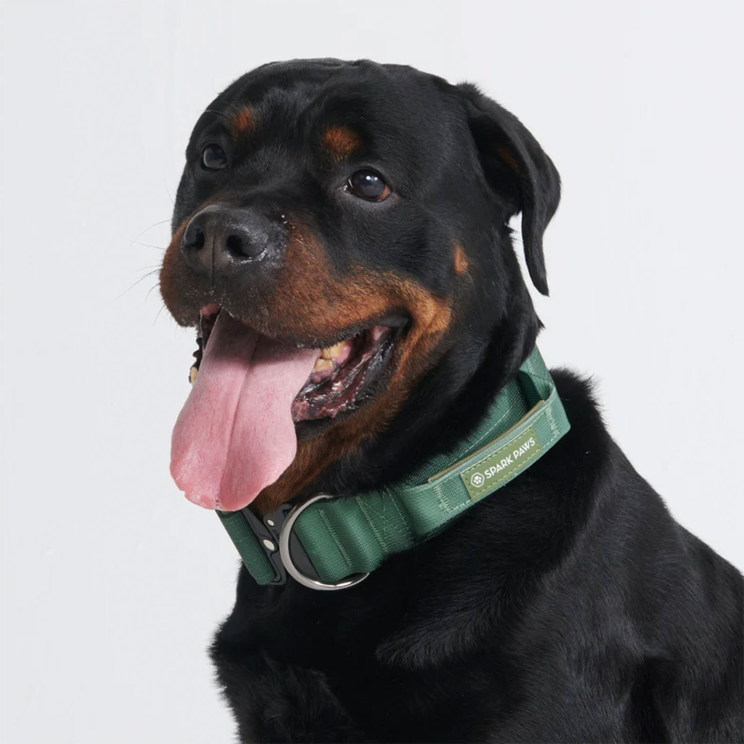 Rottweiler wearing Spark Paws Comfort Control Dog Collar Army Green