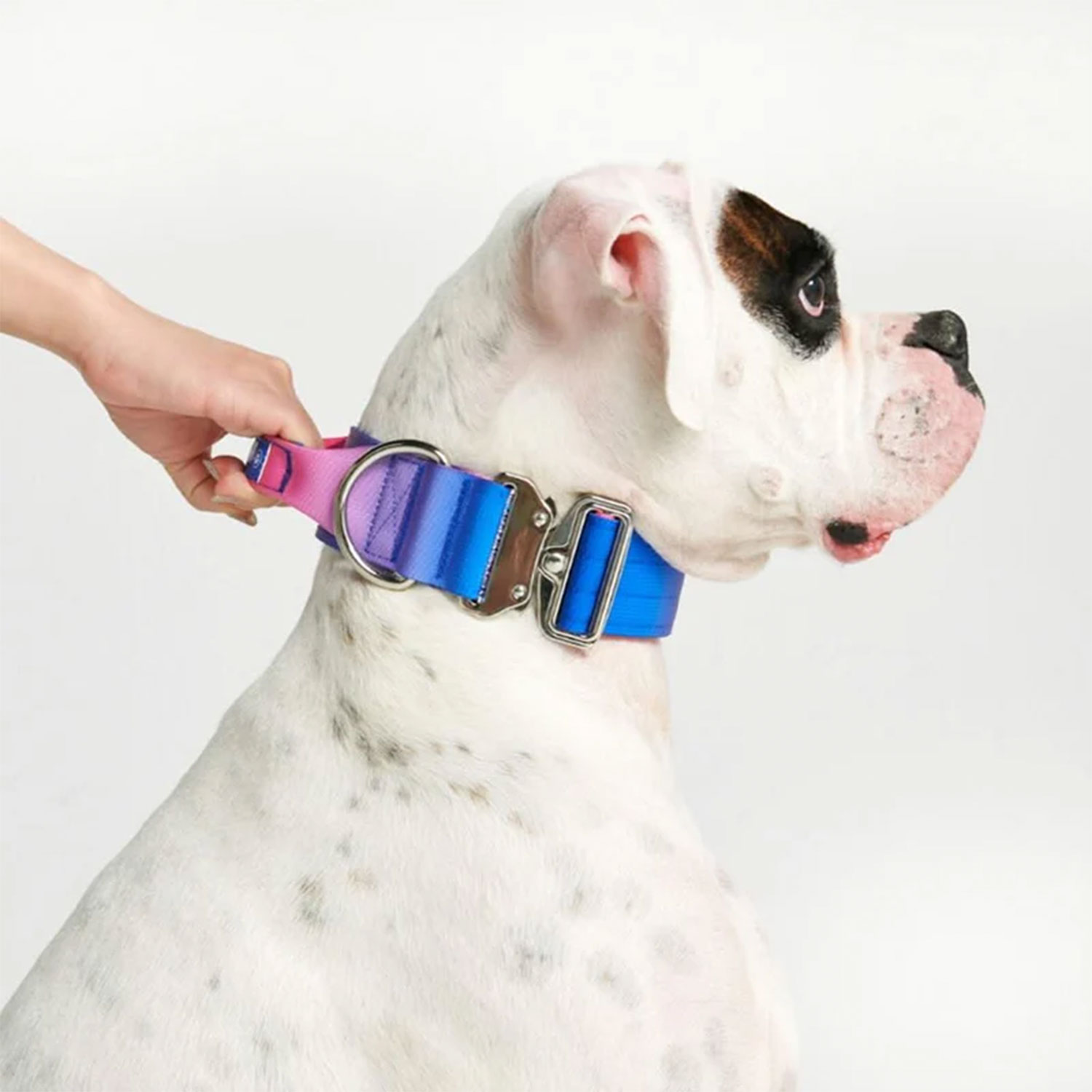 Comfort Control Dog Collar - Snow Cone - Image 2