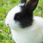 Trejoi Rabbit Food and Supplies