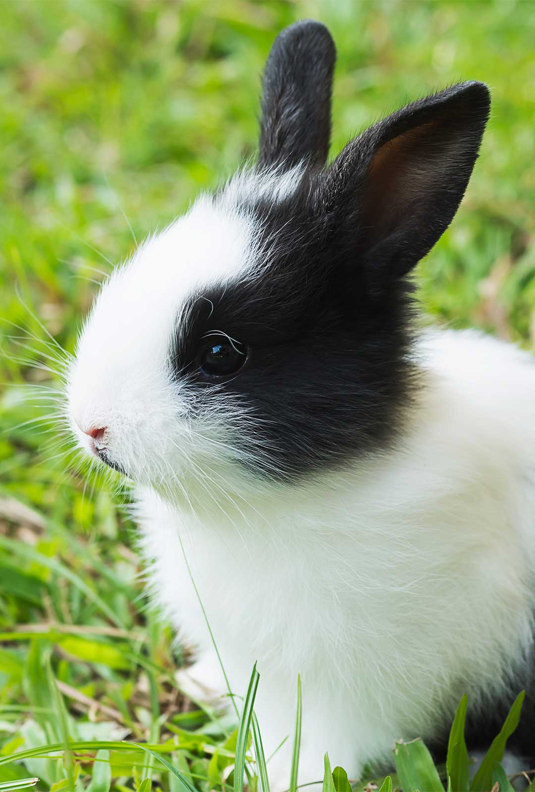 Trejoi Rabbit Food and Supplies