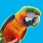 Trejoi Bird Food Category 2