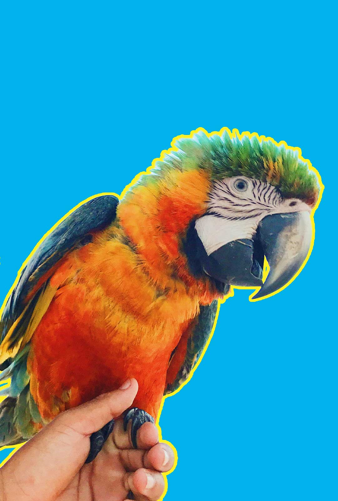 Trejoi Bird Food Category 2