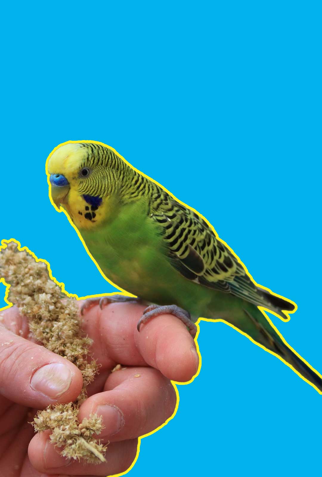 Trejoi Parakeet Category