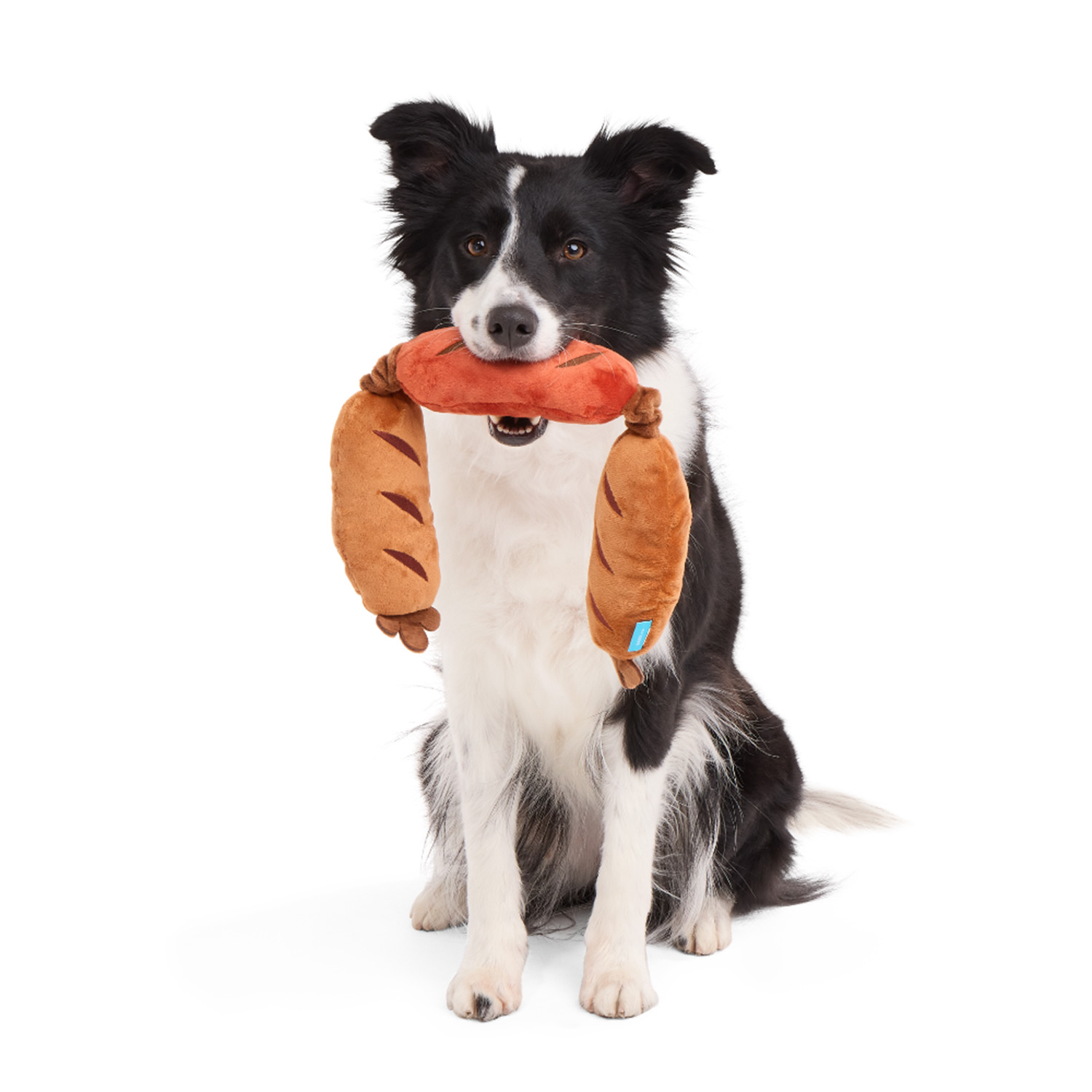 Border Collie playing with Bark Lickin Links Dog Squeaky Plush Toy
