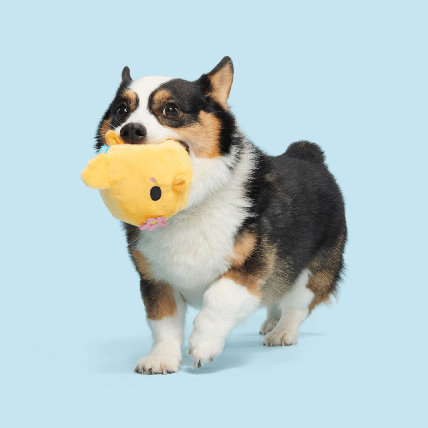 Corgi playing with Bark Lil’ Hennifer Dog Plush Toy