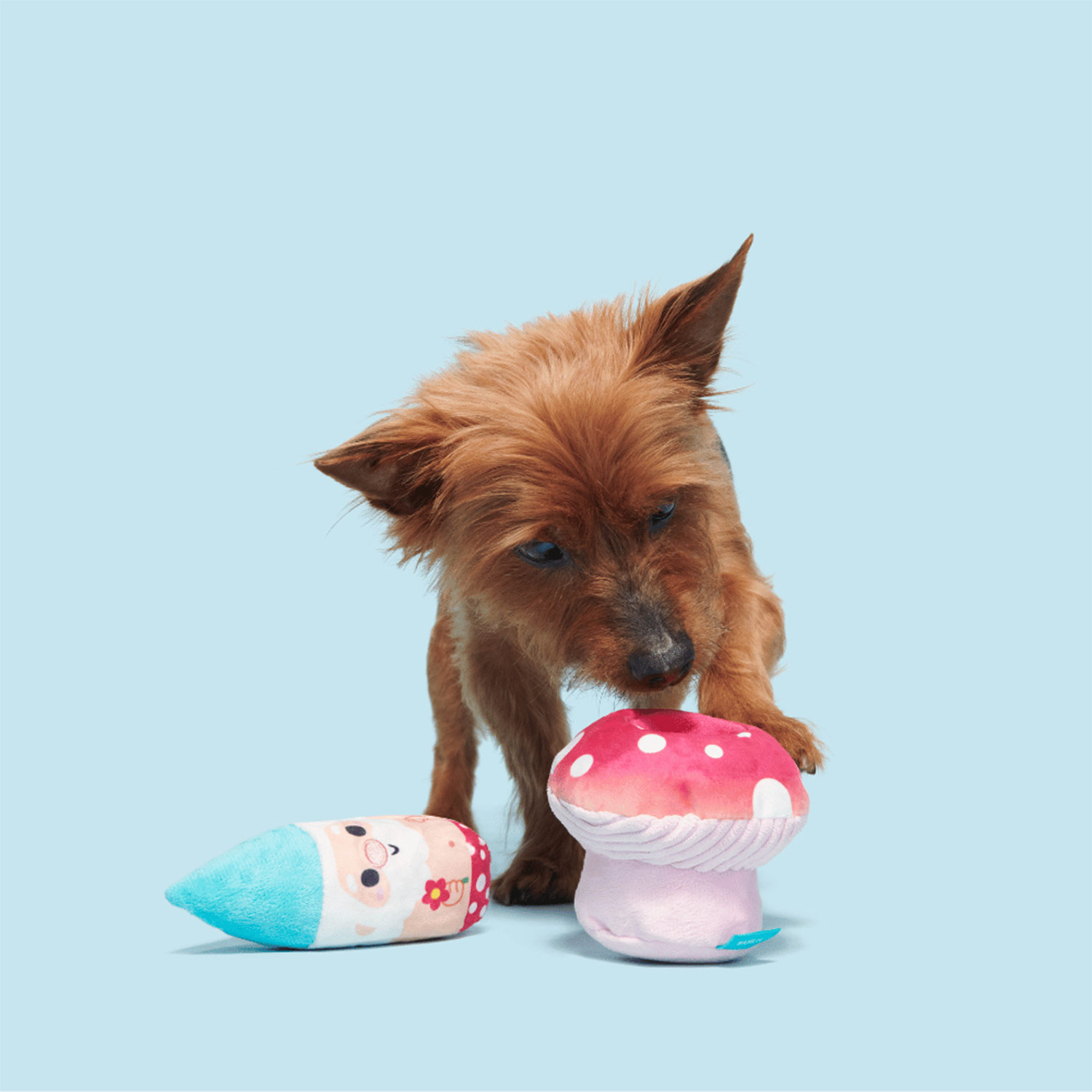 Cute Dog Playing with Bark Fun Guy Gnomie Homie Dog Squeaky Plush Toy