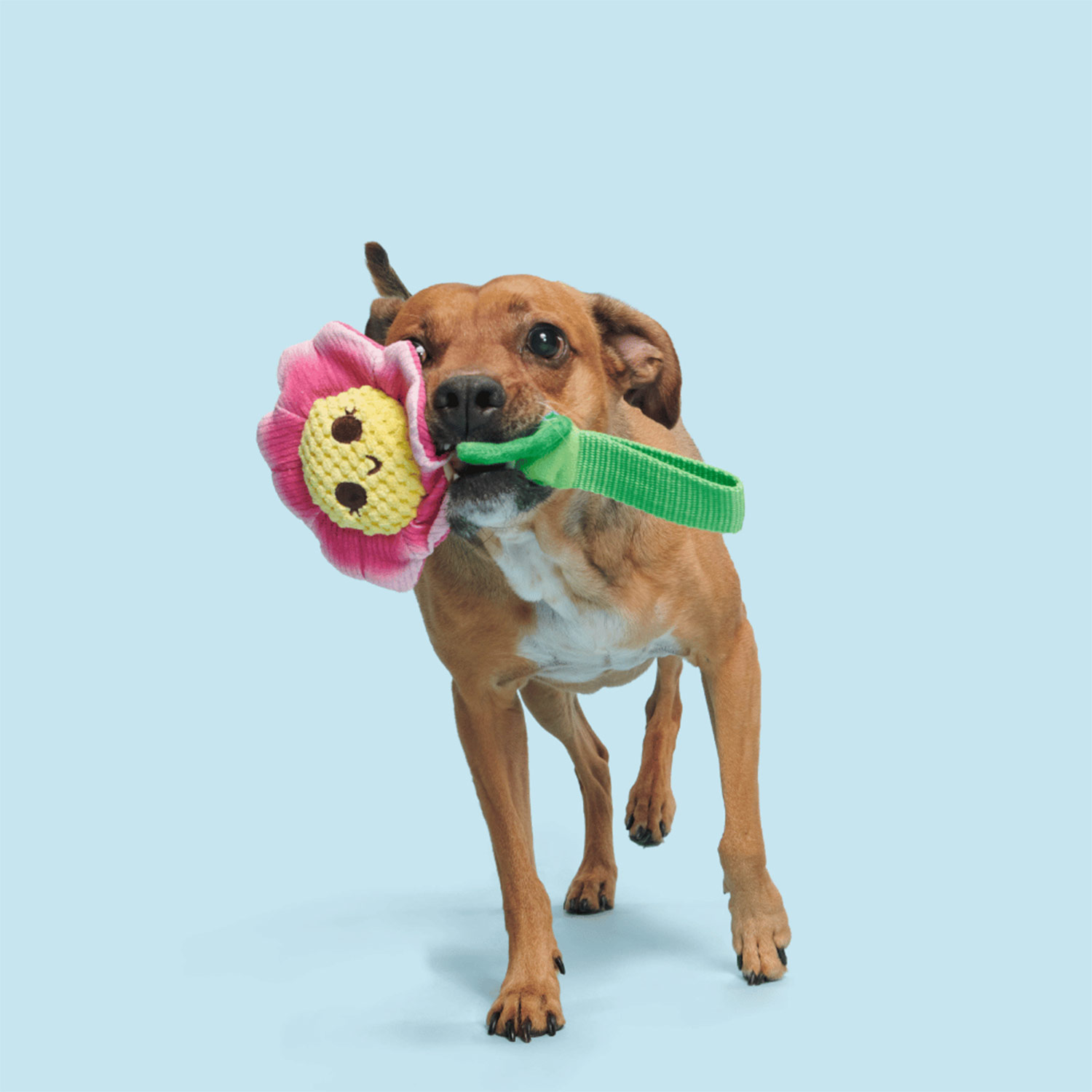 Cute dog holding Bark Penny Pechewnia Dog Plush Toy