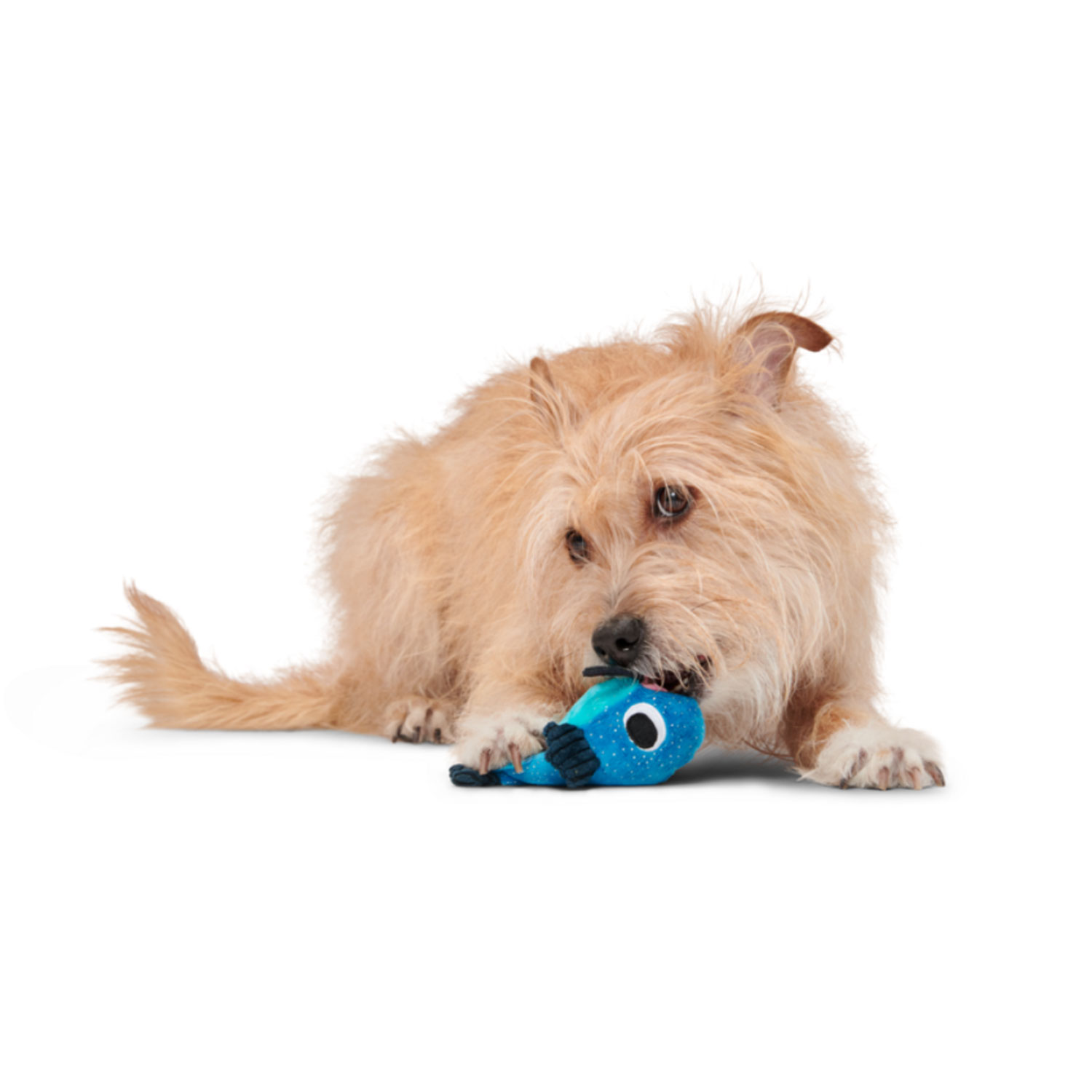 Dog Playing with Bark Catfish Claude Dog Plush Toy