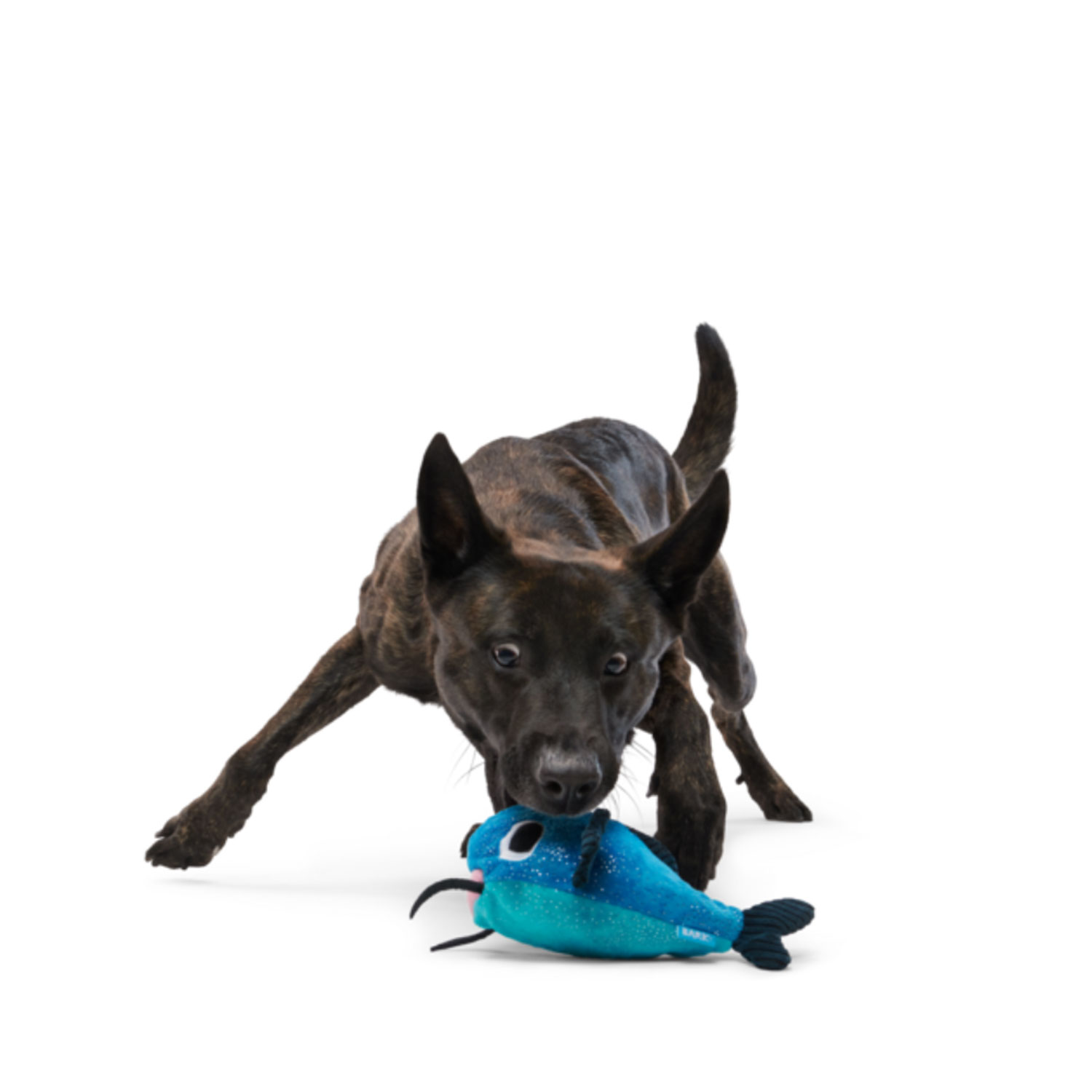 Dog Playing with Bark Catfish Claude Plush Dog Toy