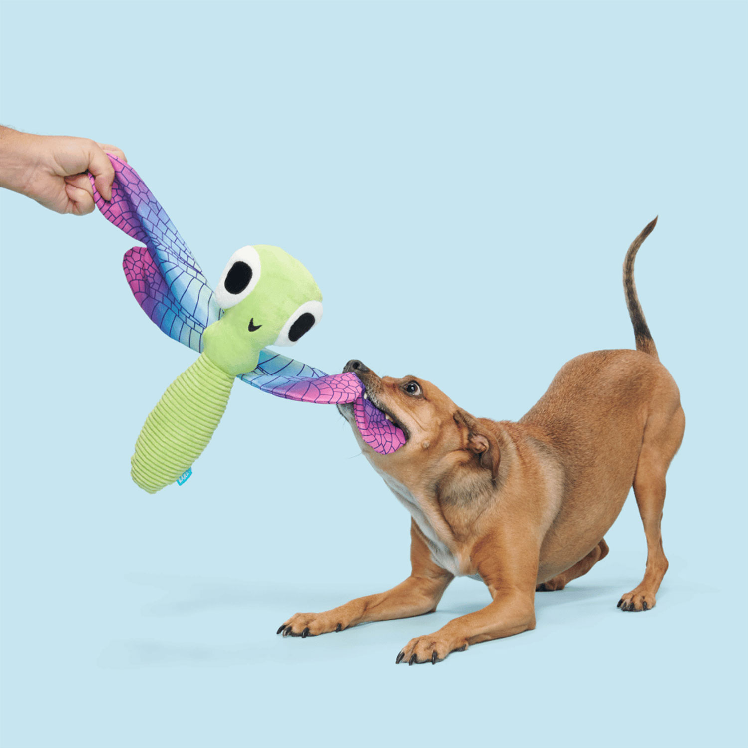 Dog Playing with Bark Dragonfly Guy Barkbox Dog Toy