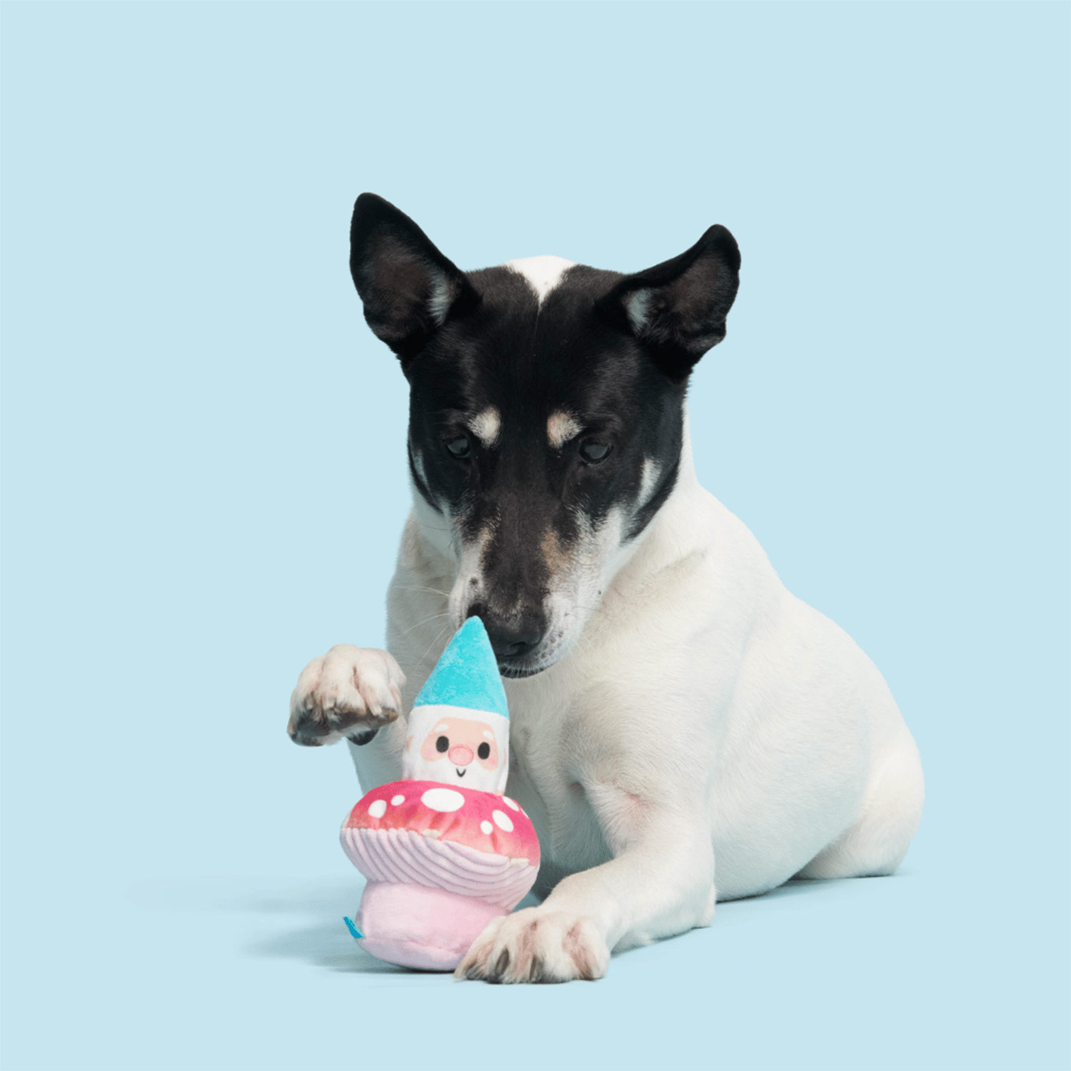 Dog Playing with Bark Fun Guy Gnomie Homie Dog Squeaky Plush Toy