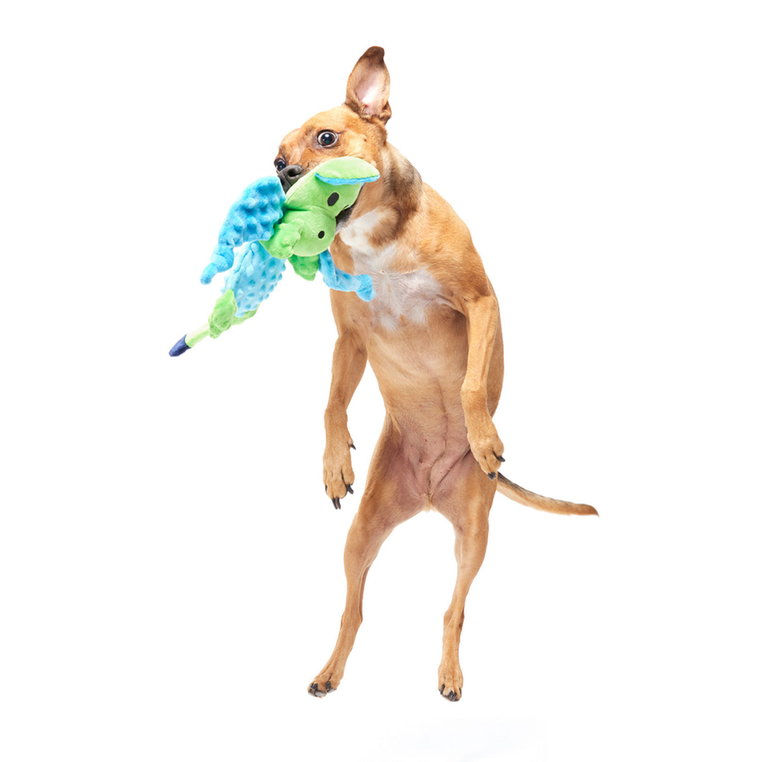 Dog Playing with Bark Humbert the Dragon Barkbox Dog Toys