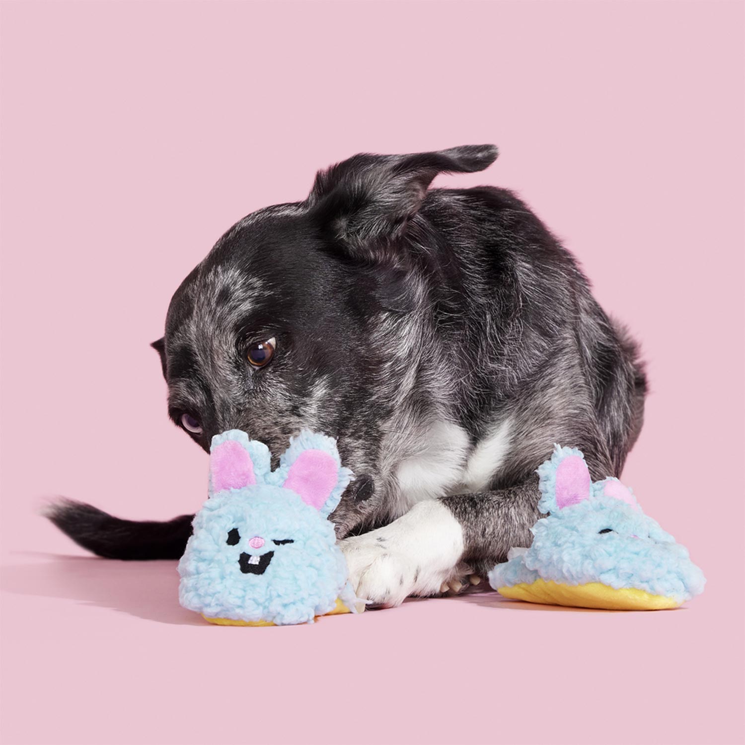Dog Playing with Bark Yippy & Skippy Slippies Dog Squeaky Plush Toys