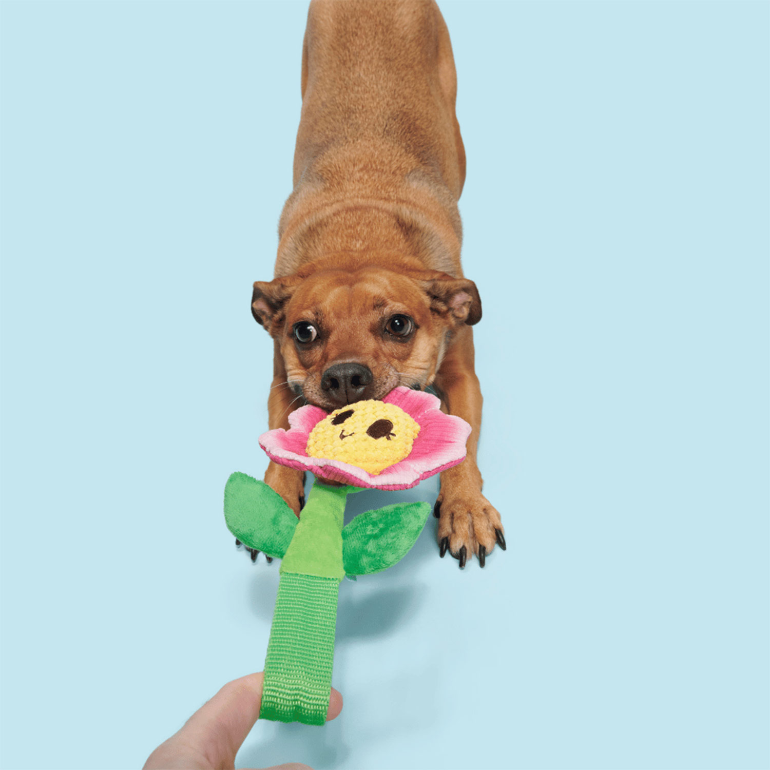 Dog Tugging Bark Penny Pechewnia Dog Plush Toy