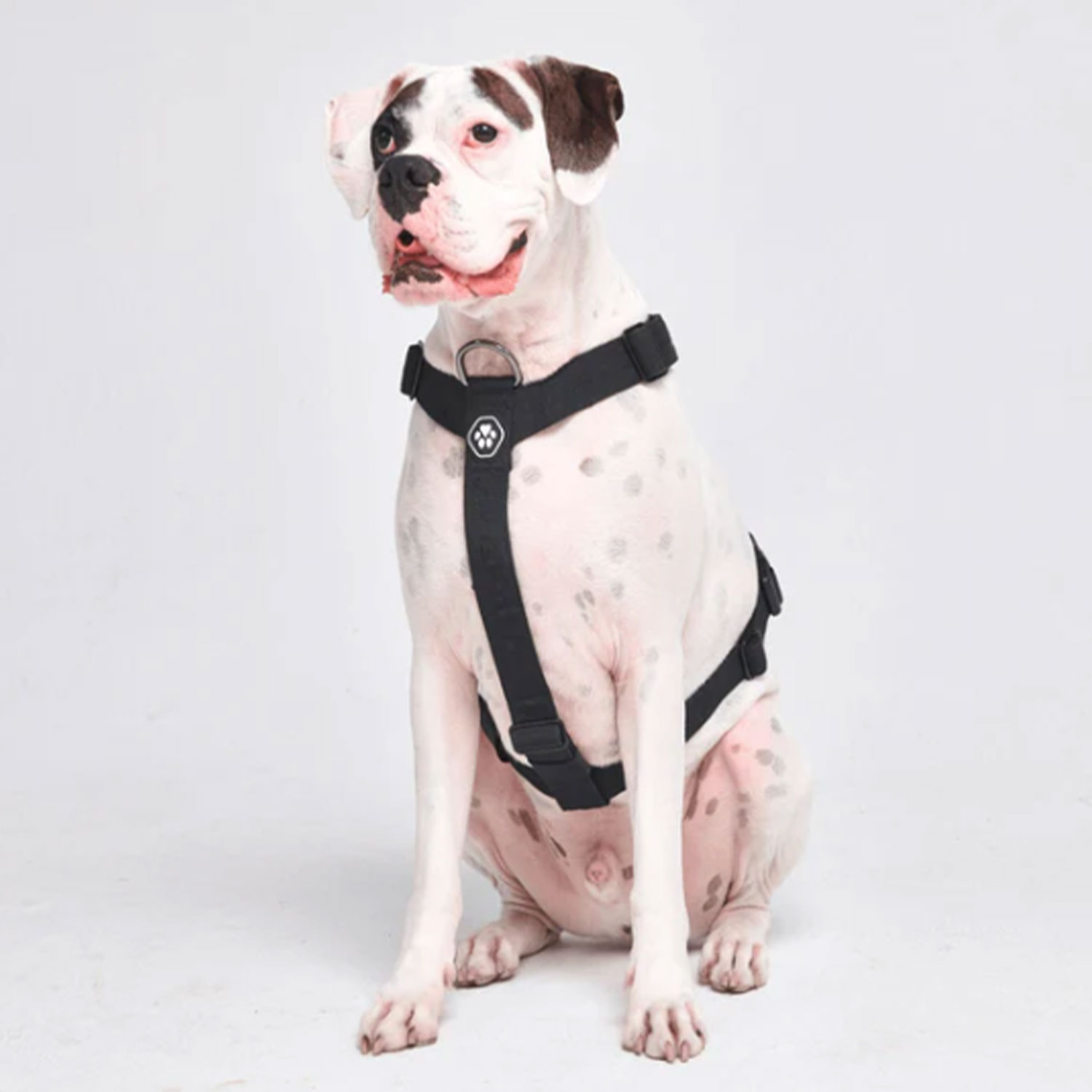 Dog Wearing Spark Paws Comfort Control No-Pull Dog Harness Black