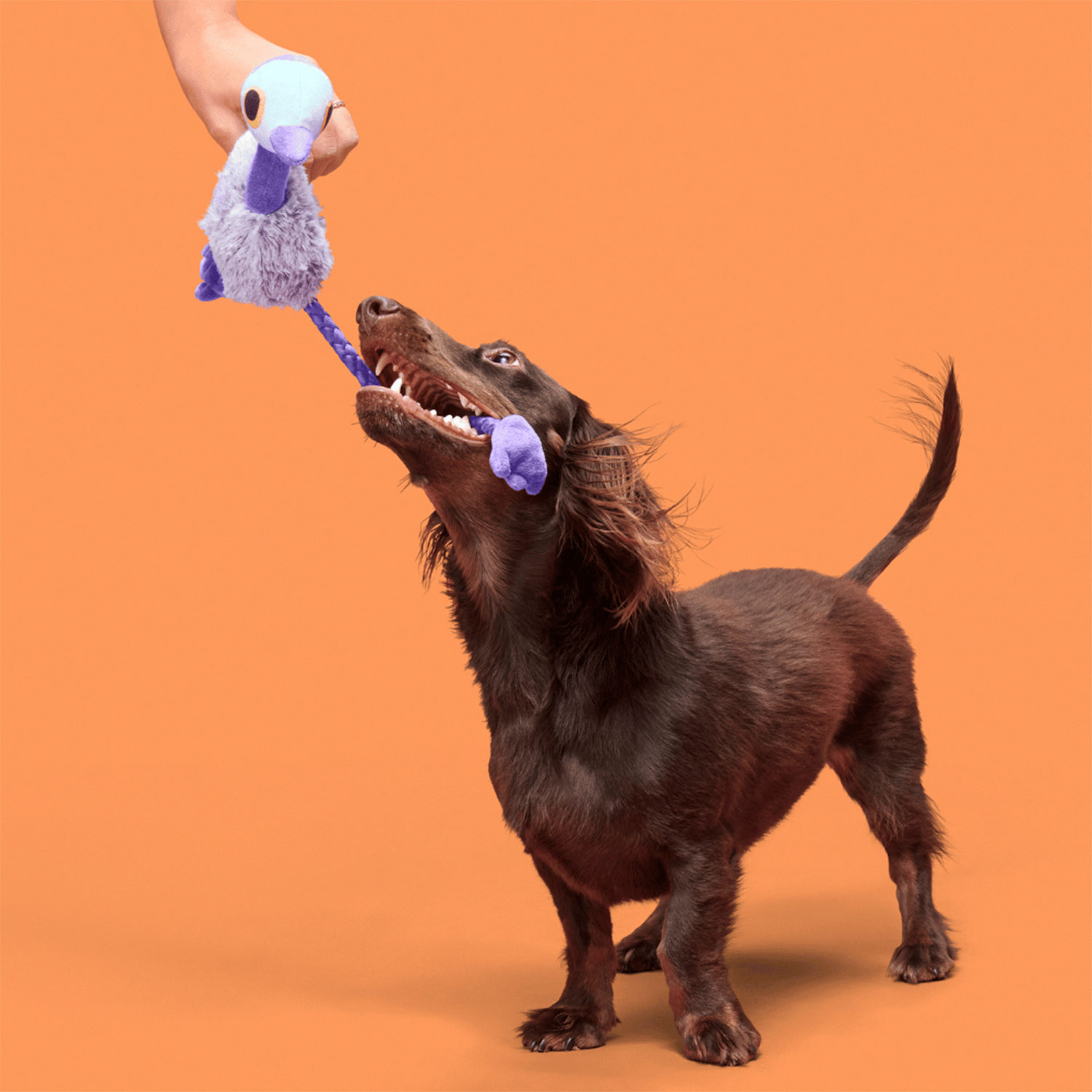 Dog playing with Bark Adelaide Emu Dog Squeaky Plush Toy