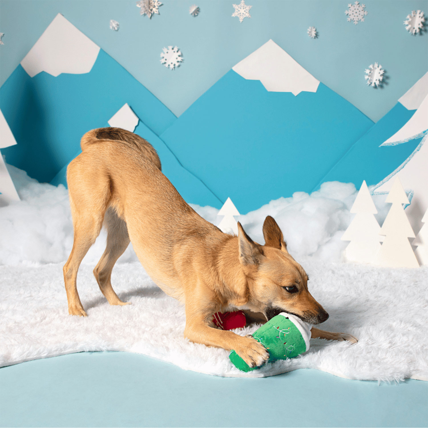 Dog playing with Bark Fa-la-la-la Lattes Squeaky Plush Dog Toy