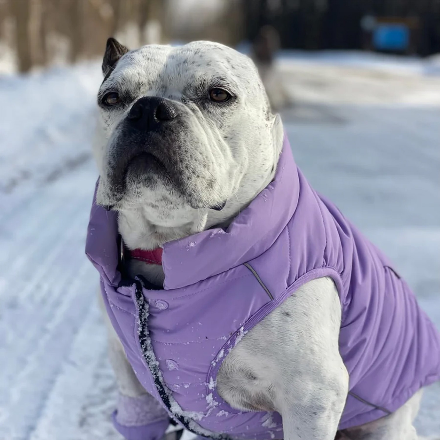 Dog posing Spark in Paws WarmShield Water-Resistant Jacket - Lilac