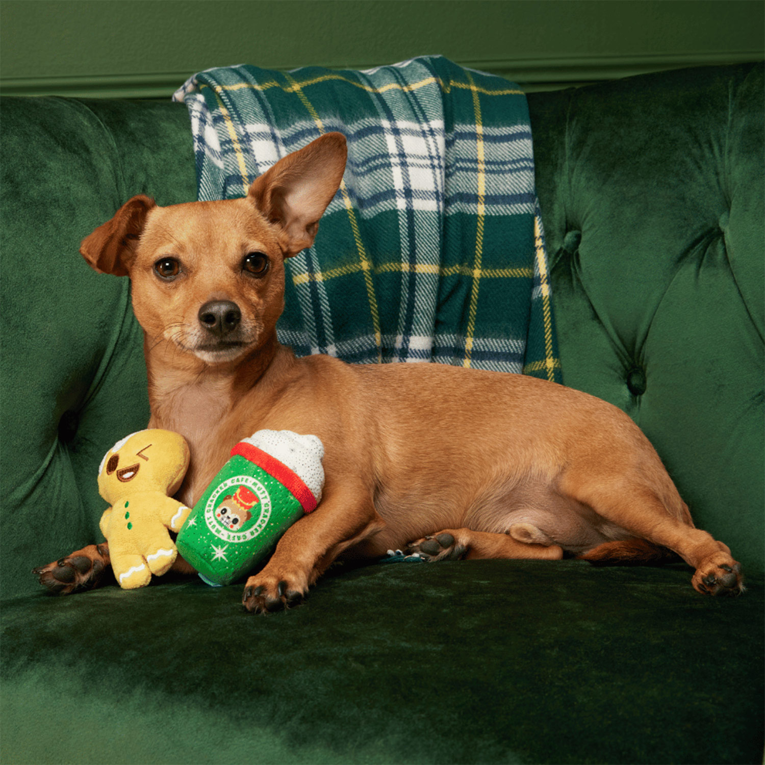 Dog posing with Bark Ginger Boy Brew Christmas Dog Toys