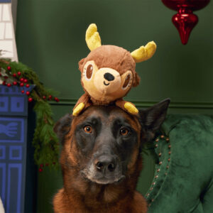 Dog posing with Bark Splootolph Christmas Dog Plush Toy