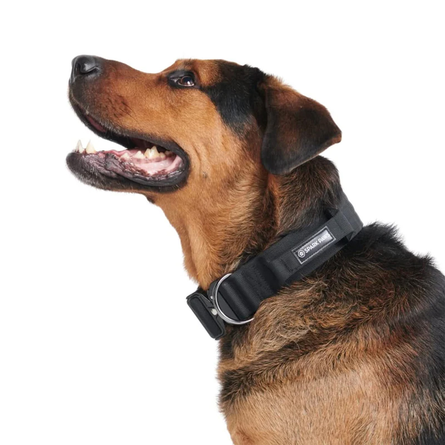 Dog wearing Spark Paws Comfort Control Dog Collar - Black