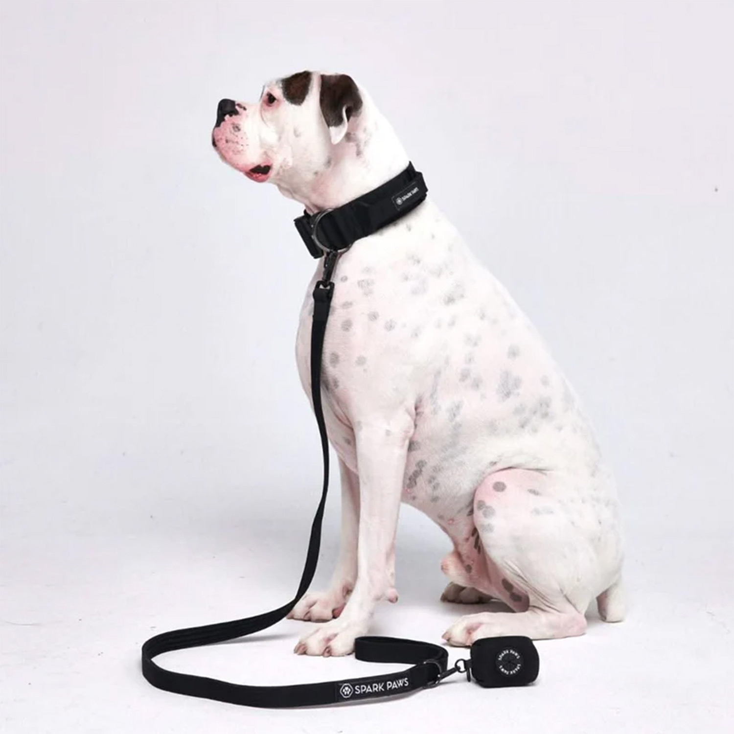 Dog wearing Spark Paws Comfort Control Dog Leash Black