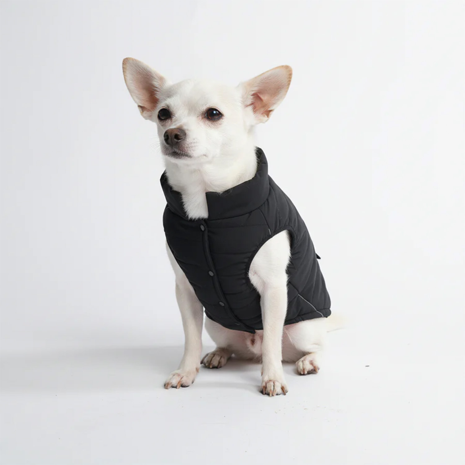 Dog wearing Spark Paws WarmShield Water-Resistant Jacket - Black