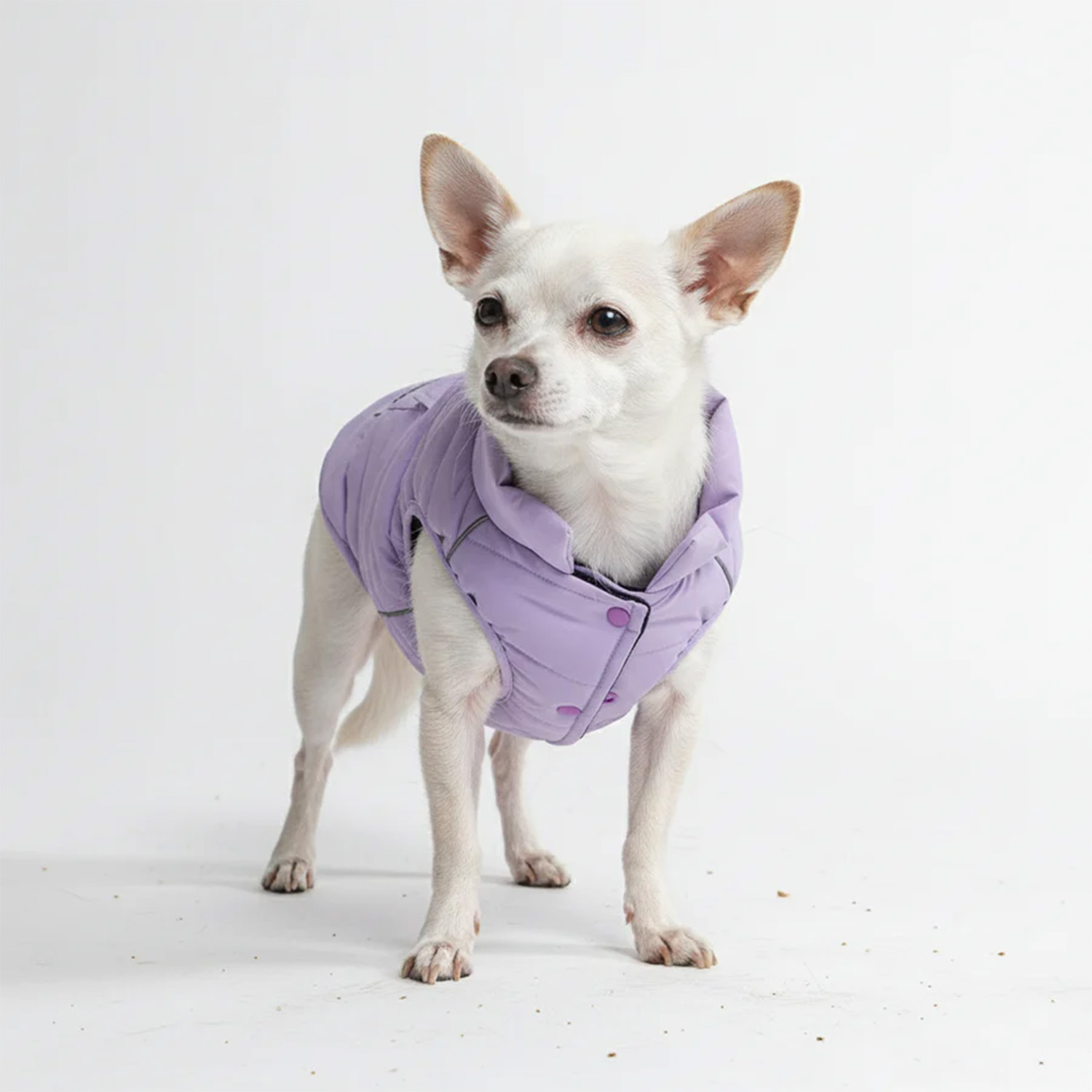 Dog wearing Spark Paws WarmShield Water-Resistant Jacket - Lilac