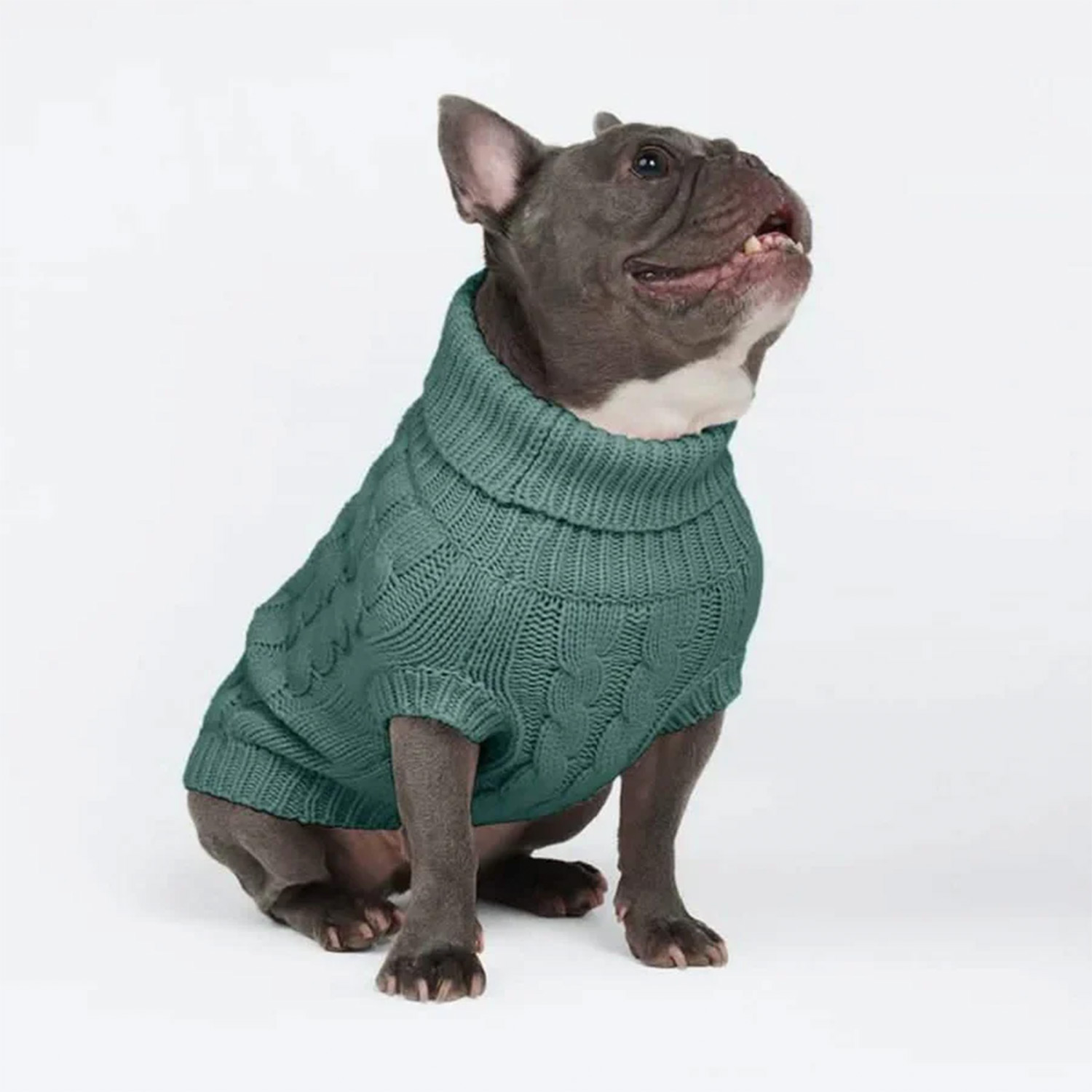 Frenchie wearing Spark Paws Cable Knit Dog Sweater Pine Green