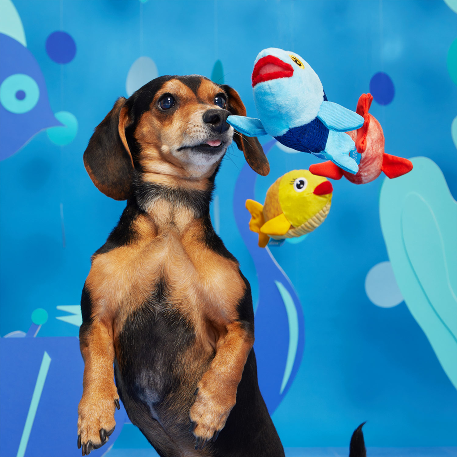 Sausage dog playing with Bark The Groupers 3-in-1 Squeaky Plush Dog Toy
