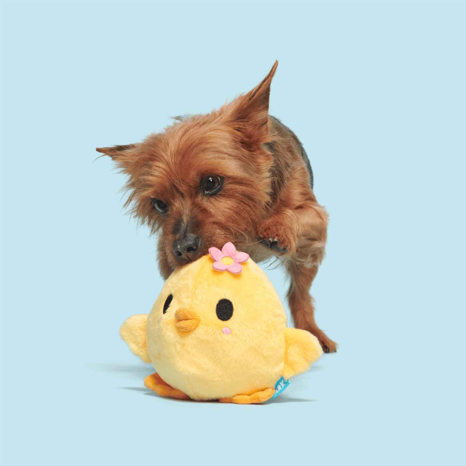 Yorkie playing with Bark Lil’ Hennifer Dog Plush Toy