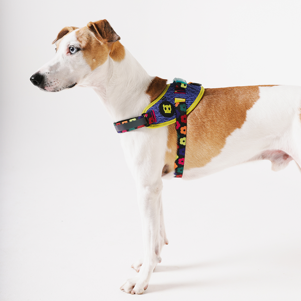 Dog wearing Zee.Dog FARM Rio Samba FlyHarness