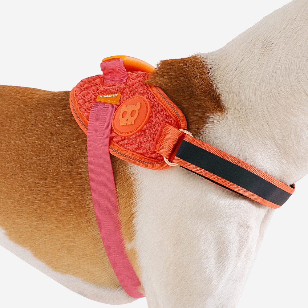 Zee.dog Gazelle Flyharness Dog wearing Pink Dog Harness