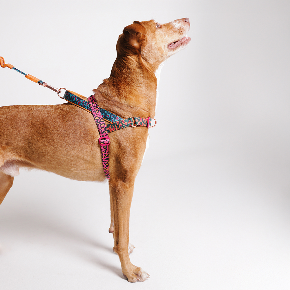 FARM Rio Selva No-Pull SofterWalk Dog Harness - Image 2